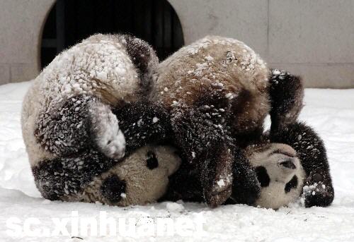 团团（左）、圆圆在冰雪中玩耍，图片拍摄于2006年2月17日，此时它们被确定为赠台大熊猫不久，还未前往台湾。（图片来源：新华网）