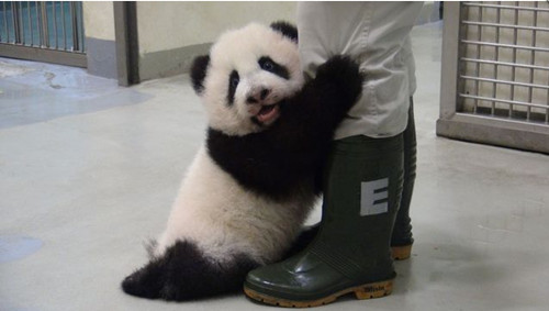 100多天大的圆仔抱保育员大腿（图片来源：台北市立动物园）