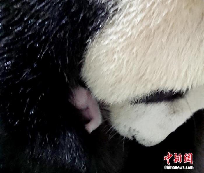 资料图：6月29日消息，从中国大熊猫保护研究中心获悉，赠台大熊猫“圆圆”于28日在台北动物园顺利产下幼仔。 台北动物园供图