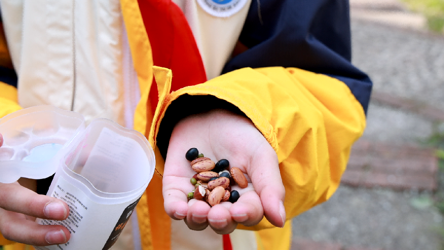 同学展示自己获得的豆子。华龙网记者 杨淳淇 摄.png
